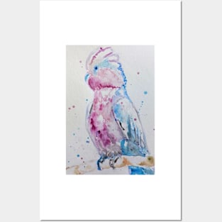 Pink Galah Watercolor Painting Posters and Art